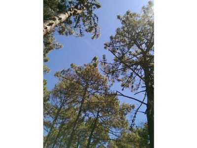 Holiday house Aroeira - Environment photo 23