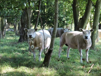 Holiday house Reetdach Eldorado - Environment photo 27