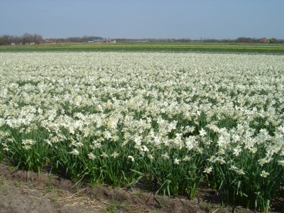 Holiday house Reetdach Eldorado - Environment photo 28