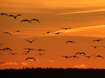 Holiday house Sturmvogel - Features photo 30