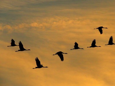 Holiday house Sturmvogel - Features photo 32