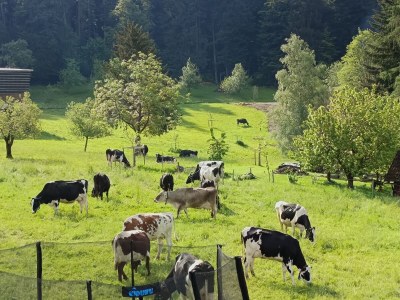 Holiday apartment Sandra with balcony near Lake Constance & Pfänder - Outdoor photo 9