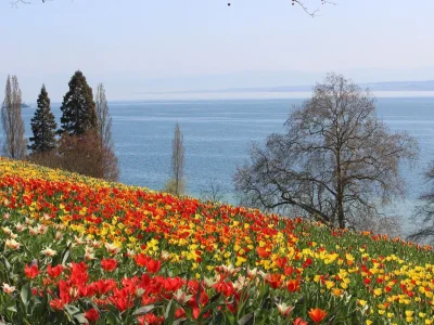 Holiday apartment Sandra with balcony near Lake Constance & Pfänder - Environment photo 26