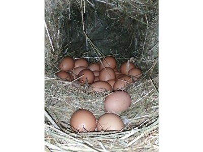 Holiday apartment Kerschbamerhof - Environment photo 19