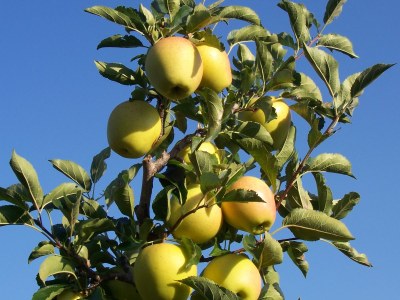 Holiday apartment Kerschbamerhof - Environment photo 21