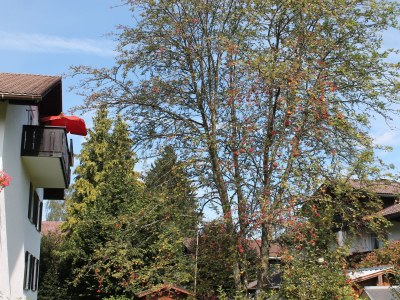 Holiday apartment Hüttenzauber mit Hallenbad - Outdoor photo 8