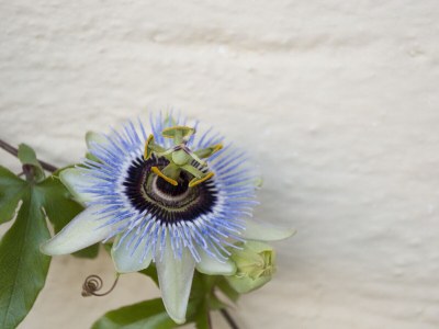 Apartment Living Suite - Outdoor photo 8