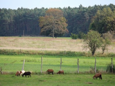 Holiday apartment 'Grüne Wohnung' - Outdoor photo 4