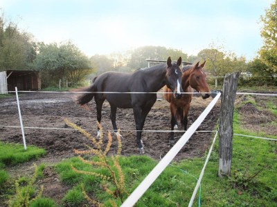 Holiday apartment 'Grüne Wohnung' - Outdoor photo 6