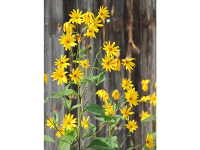 Holiday apartment 'Grüne Wohnung' - Outdoor photo 9