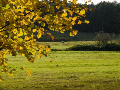 Holiday apartment 'Grüne Wohnung' - Environment photo 16