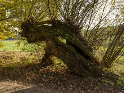 Holiday apartment 'Grüne Wohnung' - Environment photo 17