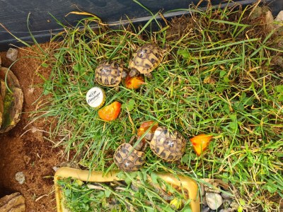 Chalet Hochries on the Lamplhof - Outdoor photo 8