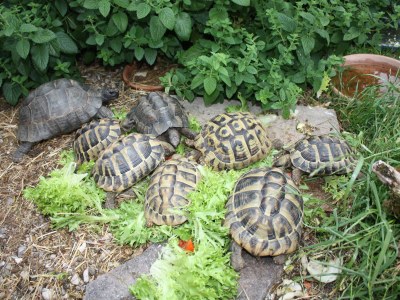 Chalet Hochries on the Lamplhof - Environment photo 20