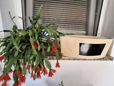 Holiday apartment Magnolia - Outdoor photo 7