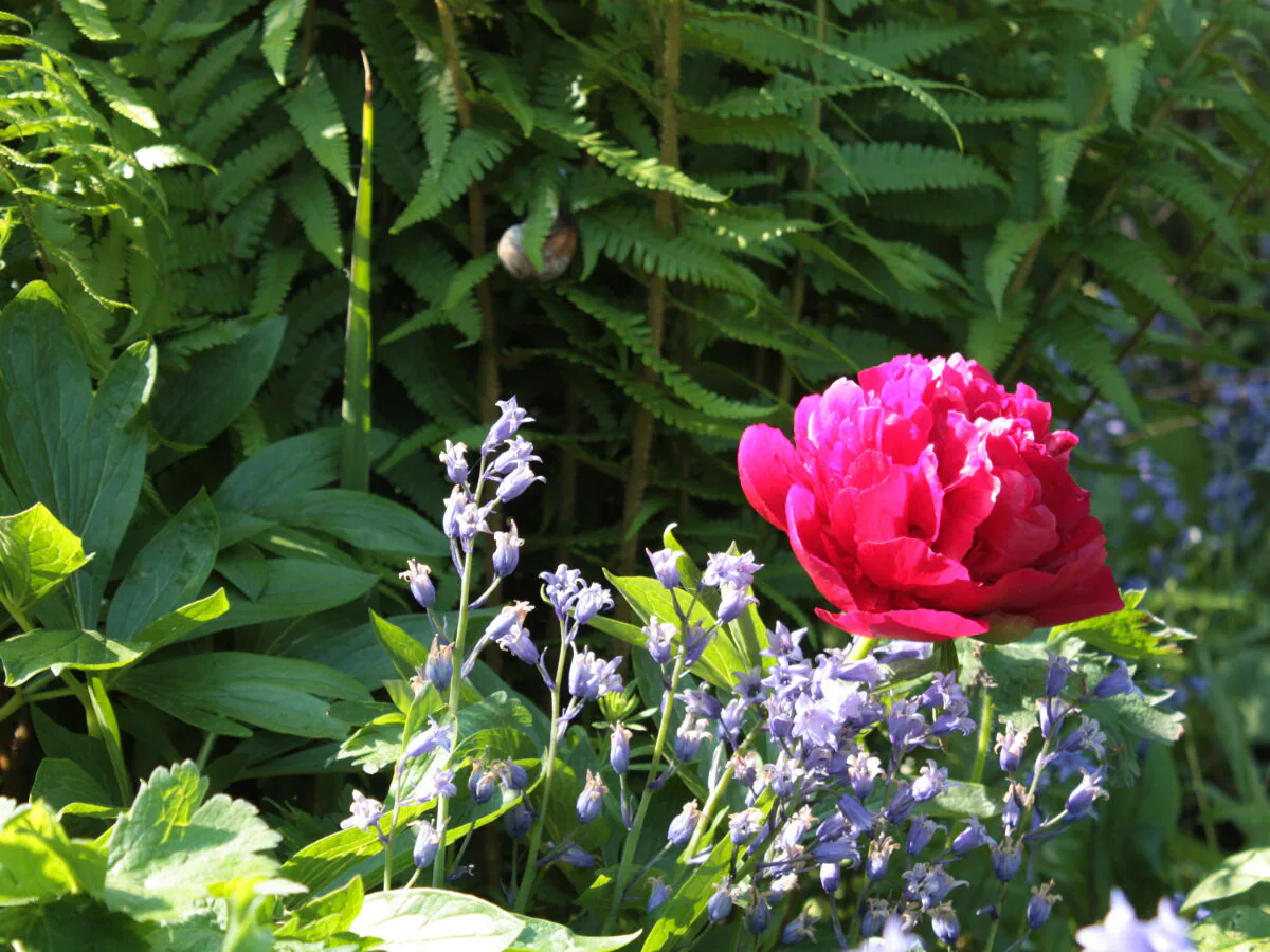 Holiday apartment Morgenrot im Malerhaus - Outdoor photo 3