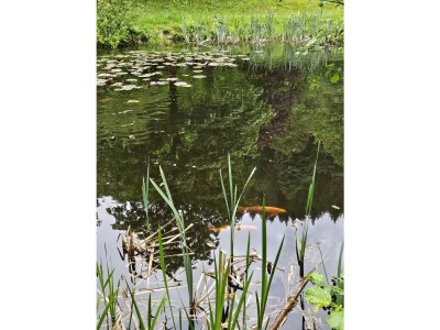 Holiday house in the house Harz holiday - Environment photo 39