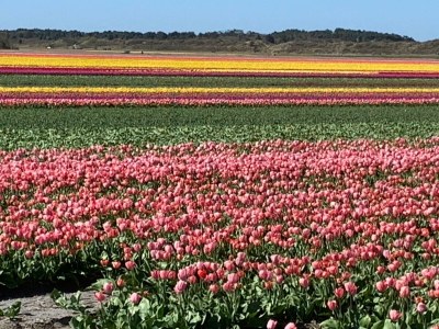 Holiday house Petersdorf - Environment photo 24