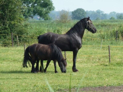 Holiday apartment "House Friese" - Environment photo 28
