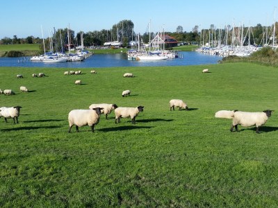 Holiday apartment "House Friese" - Environment photo 29