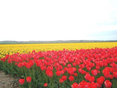 Holiday house Seestern 100 Julianadorp Park Strandslag - Environment photo 21