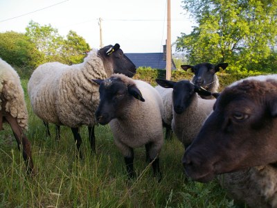 Holiday house Lorbeere. - Environment photo 19