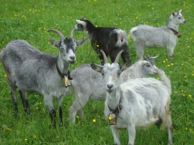 Holiday apartment Apart BÃ¤r - Outdoor photo 5