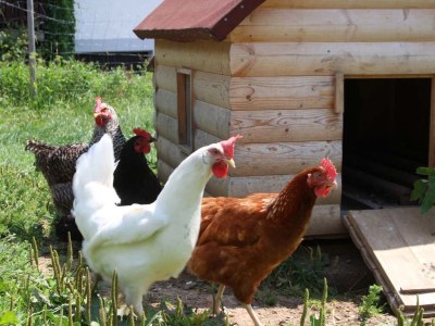 Holiday apartment Wimmer Auszeit 2 - Outdoor photo 13