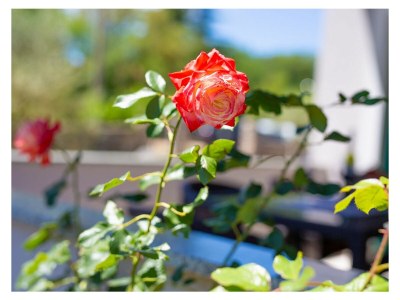 Villa Villa Tara with a beautiful heated pool - Environment photo 36