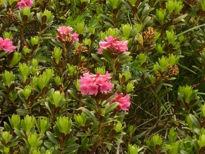 Holiday apartment Apart Nadine Apart 2 - Environment photo 36