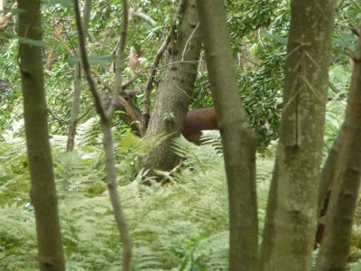 Holiday house Fam. de Looff - Environment photo 20