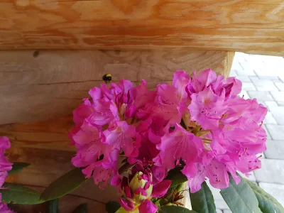 Holiday apartment Fesl 2 - Outdoor photo 8