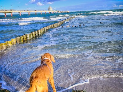 Holiday house Sonnenstübchen - Environment photo 23