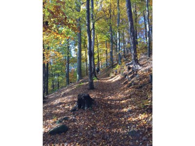 Holiday house Liliensteinblick - Environment photo 20