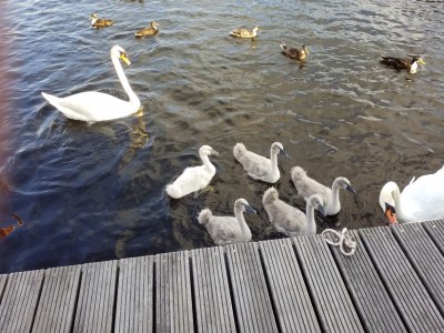 Holiday house Aquaronde 74 La Belle - Outdoor photo 5