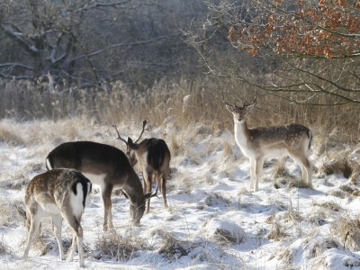 Chalet Duinpan am Wasser - Environment photo 16