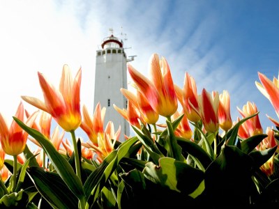 Chalet Duinpan am Wasser - Environment photo 17