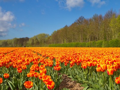 Chalet Duinpan am Wasser - Environment photo 22