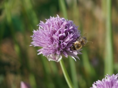Holiday apartment House Neuberg - Outdoor photo 11