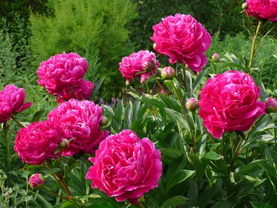 Holiday apartment House Neuberg - Environment photo 19