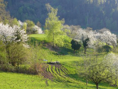 Holiday apartment House Neuberg - Environment photo 25