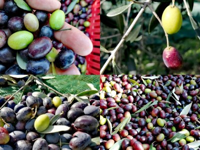 Holiday apartment Ripa d'Elce - Features photo 24