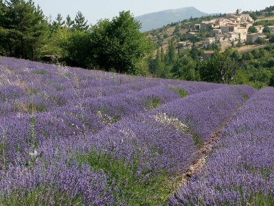 Holiday house Balcon du Ventoux - Environment photo 17