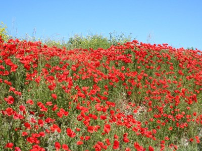 Holiday house Huijsmansverhuur Type C Comfort Plus Mimosa 8 - Environment photo 18