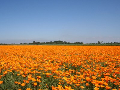 Holiday house Huijsmansverhuur Type C Comfort Plus Mimosa 8 - Environment photo 22