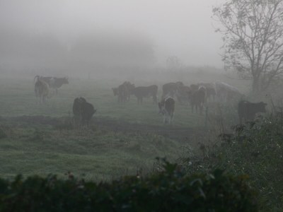 Holiday house Poppenbüll thatched house - Environment photo 36
