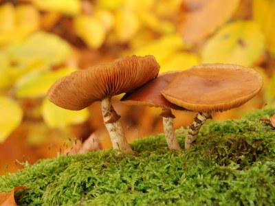 Holiday house Rohrdommel - Environment photo 15