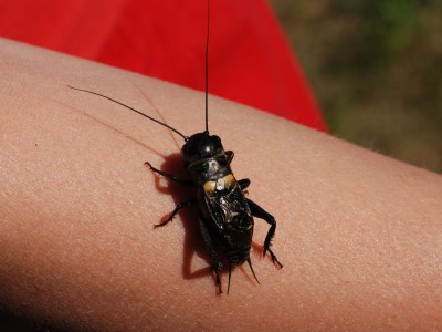 Holiday house Rohrdommel - Environment photo 16