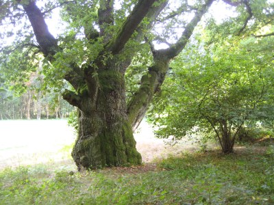 Holiday house Rohrdommel - Environment photo 17