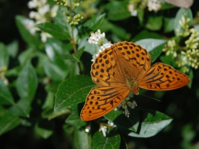 Holiday house Rohrdommel - Environment photo 19